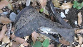 ‘Juay Cinderella’: López Dóriga y el zapato de Jenni Rivera