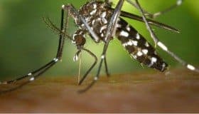 Zika, una amenaza de proporciones alarmantes, advierte la OMS