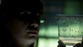 OMS decreta emergencia de salud global, por Zika