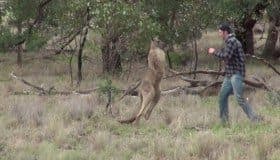 A puñetazos hombre salva a su perro de un canguro (Video)