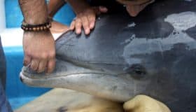 Prohíben delfinarios en la Ciudad de México