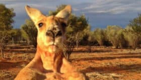 Murió el canguro "más fuerte del mundo" (Videos)