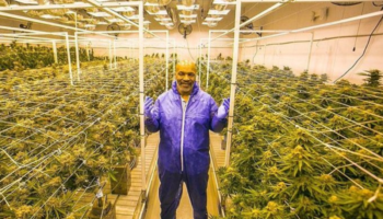 Dirige Mike Tyson un próspero negocio de marihuana | Video