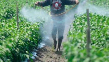 Gobierno presentará pruebas para demostrar el porqué es importante regular el glifosato en México: AMLO | Entérate