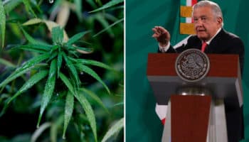 Critica AMLO a quienes piensan en el negocio con uso lúdico de la marihuana; 'hasta me molesta' | Entérate