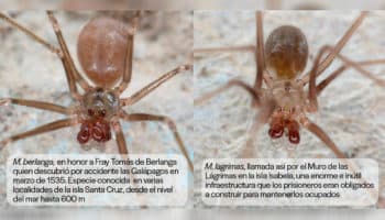 Descubren en las islas Galápagos tres nuevas especies de araña; dos de ellas son ciegas