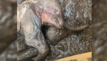 ¿En qué ayudará a la ciencia el recién hallado bebé mamut lanudo canadiense? Descúbrelo