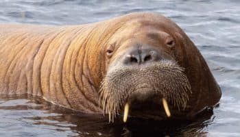 ¡Adiós, Freya! Escocia aplica eutanasia a morsa de 600 kilos ante negligencia de espectadores | Video