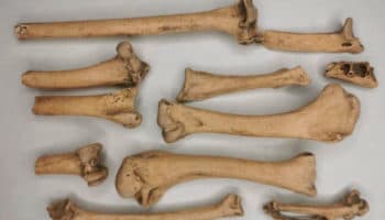 Encuentran restos de dos guajolotes de casi mil años de antigüedad