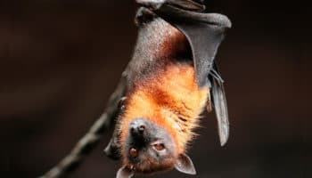 Niños mordidos por murciélago en Oaxaca están graves; sospechan rabia: López-Gatell | Entérate