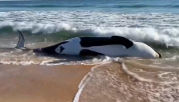 Muere orca varada a la orilla de una playa del este de Florida | Video