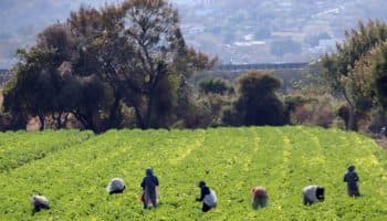 Jornaleros migrantes se reducen un 80% en la frontera sur de México ante el crimen y la sequía