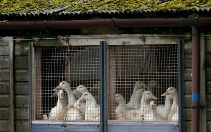 Sonora: Sacrifican 15 mil aves por brote de gripe aviar