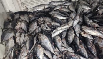 Guardia Nacional y FGR incautan media tonelada de cocaína 'congelada'