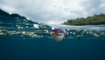 ¿Comemos el plástico que consumen los peces?