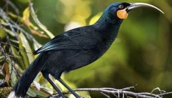Se subasta por 28,000 dólares la pluma más cara del mundo