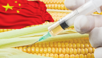 China autoriza primer trigo 'editado' genéticamente
