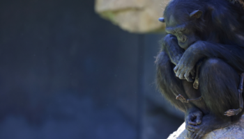 Chimpancé en duelo lleva meses cargando con su cría muerta