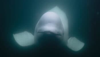 Hallan muerta a la ballena ‘espía rusa’