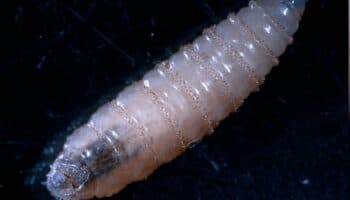 Se teme que gusano barrenador llegue a México; brote en el mundo costaría 830 mdd: Guerra