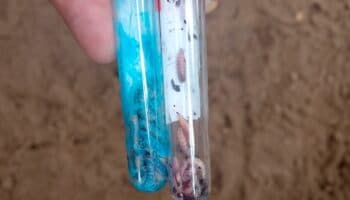 ¿Qué es el gusano barrenador y por qué preocupa su avance hacia México? Especialista lo explica | Video