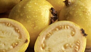 ¿Qué beneficios tiene el té de guayaba?