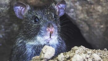 Las ratas anticipan la ubicación de posibles amenazas ya conocidas, señala estudio