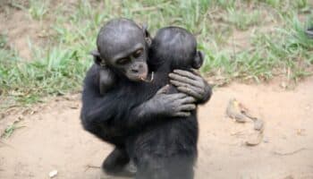 ¿Qué tan parecidos son los bonobos y chimpancés a los humanos?