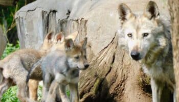 La manada crece: nacen cuatro lobeznos en CDMX