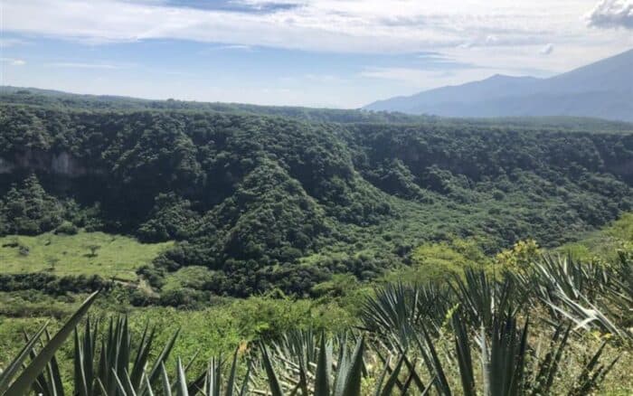 Los Bóscares: Estas son las iniciativas premiadas por el cuidado de los bosques de México | Reforestamos