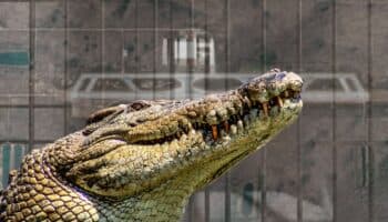 ¿Qué sabemos de 'Alligator Alcatraz'? Aeropuerto a convertirse en cárcel migrante
