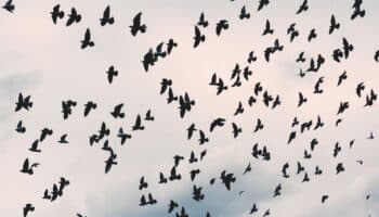 Hasta 50% de poblaciones de aves migratorias dependen de 5 bosques en Mesoamérica: WCS