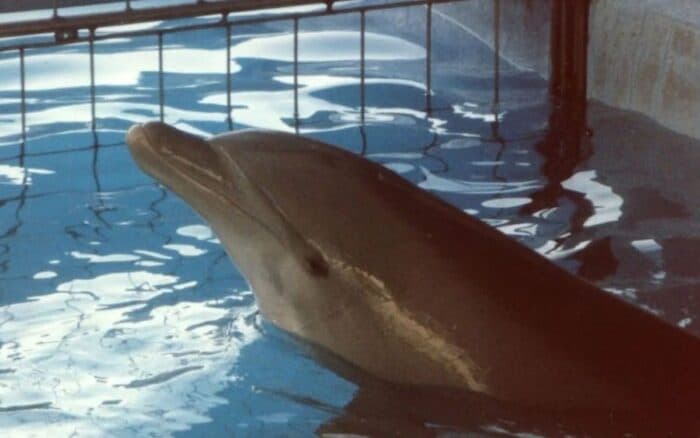 La autoridad no sabe cuántos delfines hay en cautiverio: Animal Heroes | Entérate