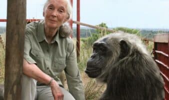 ¿Quién era Jane Goodall, la científica que dedicó su vida a los primates y defensora de la naturaleza?