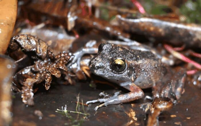 Corazón del bosque: comunidades descubren una nueva especie de rana amenazada en Perú