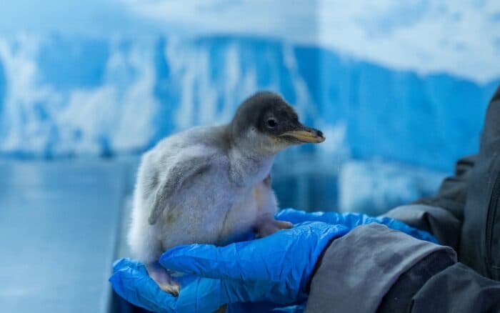 Hito ambiental: Pingüinos Gentoo nacen en CDMX
