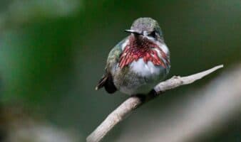 ¡No era un colibrí!: registran el primer Zumbador Garganta Rayada en Monterrey