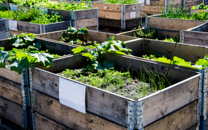 ¿Cómo cultivo un huerto de semillas y los germinados?