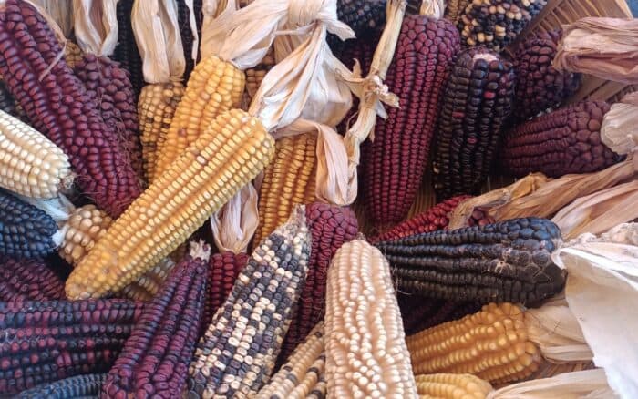 La difícil tarea de erradicar el hambre ante el cambio climático | LANBioCC
