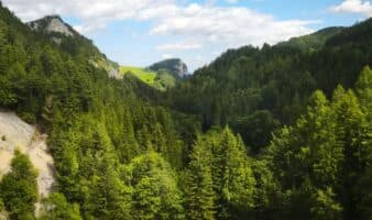 Para mantener los bosques en pie, construir economías que dependan de ellos