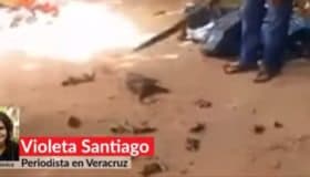 Proceden legalmente contra quien mató familia de tlacuaches en Veracruz (Video)