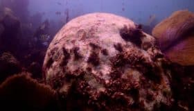 Aguas negras de Quintana Roo, una gran amenaza para el Arrecife Mesoamericano