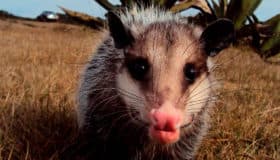 ¡Qué viva el tlacuache de los cuentos de tradición oral indígena!: ‘Las Plumas de la Serpiente’ | Video