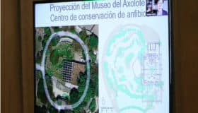 Abrirán Museo del Axolote en el Zoológico de Chapultepec