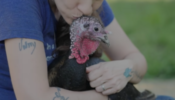 Recetas veganas para este Thanksgiving