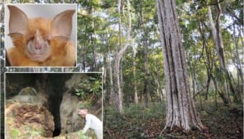 En 2010, un virus similar al SARS-CoV-2 ya estaba presente en Camboya