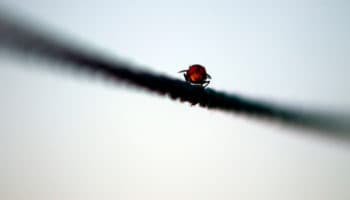 Los ojos compuestos de las moscas #Niñonautas con Kirén Miret