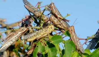 Surge plaga de langosta en Nuevo León