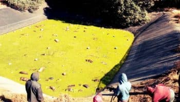 Indagan ya la muerte de más de 100 perros en laguna de Amecameca