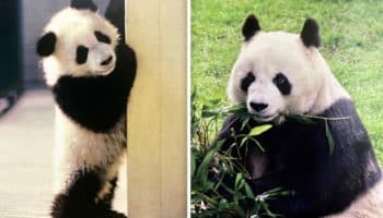 ¡Adiós, Shuan Shuan! Muere la panda gigante más longeva de México
